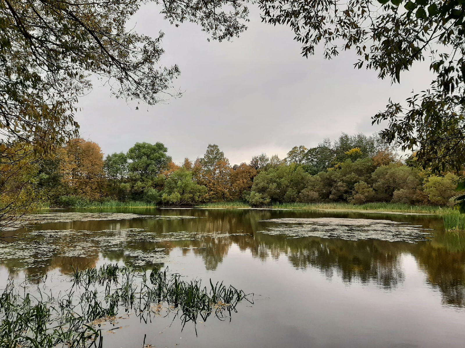 Manor pond