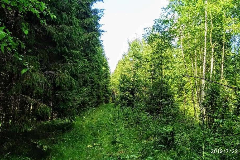 Путь к камню лежит через деревню Березино, которая сама по себе примечательна тем, что является родиной известной крепостной актрисы П.И. Ковалёвой-Жемчуговой, ставшей в конце жизни графиней Шереметьевой. Сейчас эта деревня заброшена, в ней уже никто не живет. А сам камень находится примерно в 3 км от деревни и путь к нему полностью зарос непроходимым ельником. Ориентирами служат одинокая сосна и столб с номером #51.